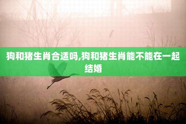 狗和猪生肖合适吗,狗和猪生肖能不能在一起结婚