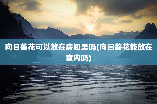 向日葵花可以放在房间里吗(向日葵花能放在室内吗)