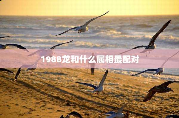 1988龙和什么属相最配对