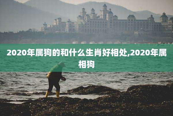 2020年属狗的和什么生肖好相处,2020年属相狗
