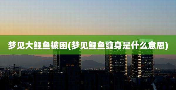梦见大鲤鱼被困(梦见鲤鱼缠身是什么意思)