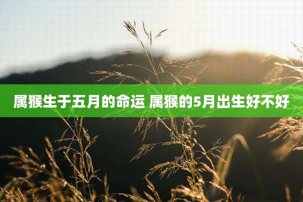属猴生于五月的命运 属猴的5月出生好不好