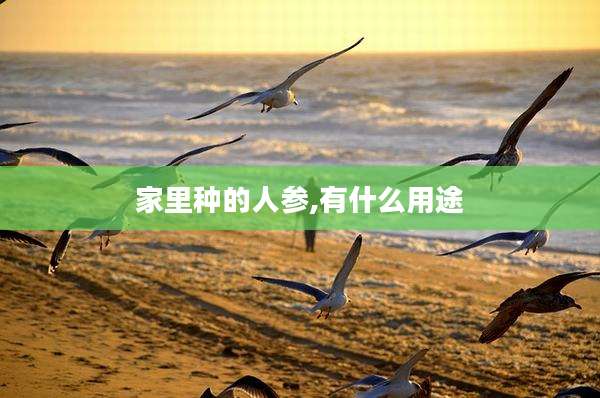 家里种的人参,有什么用途