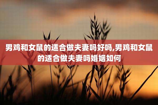 男鸡和女鼠的适合做夫妻吗好吗,男鸡和女鼠的适合做夫妻吗婚姻如何