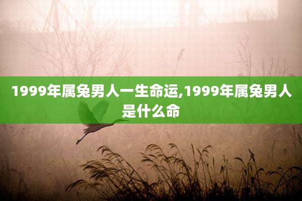 1999年属兔男人一生命运,1999年属兔男人是什么命