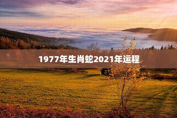 1977年生肖蛇2021年运程