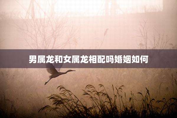 男属龙和女属龙相配吗婚姻如何