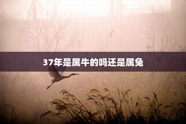 37年是属牛的吗还是属兔