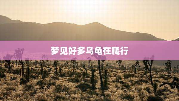梦见好多乌龟在爬行
