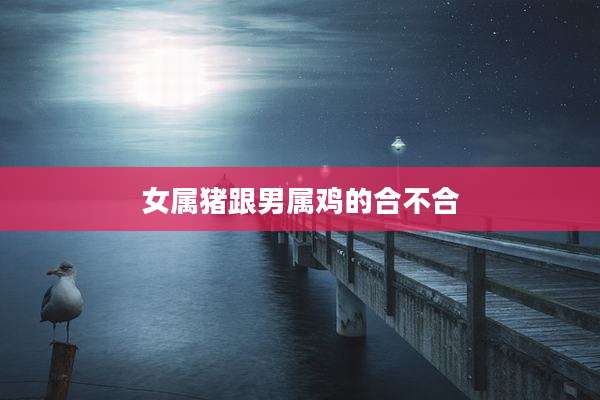 女属猪跟男属鸡的合不合
