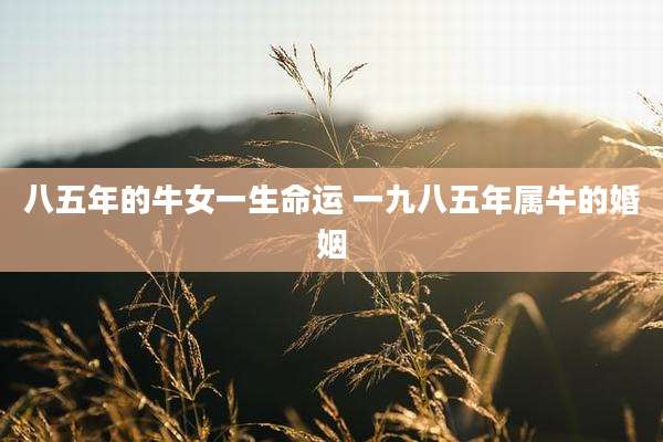 八五年的牛女一生命运 一九八五年属牛的婚姻