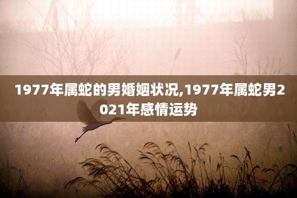 1977年属蛇的男婚姻状况,1977年属蛇男2021年感情运势