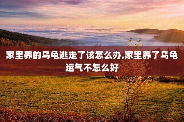 家里养的乌龟逃走了该怎么办,家里养了乌龟运气不怎么好