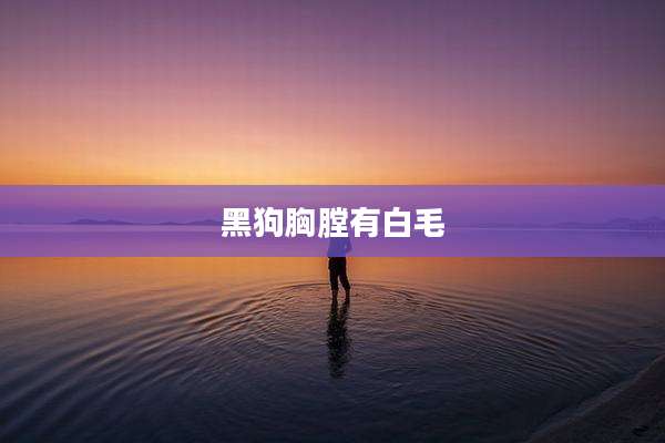 黑狗胸膛有白毛