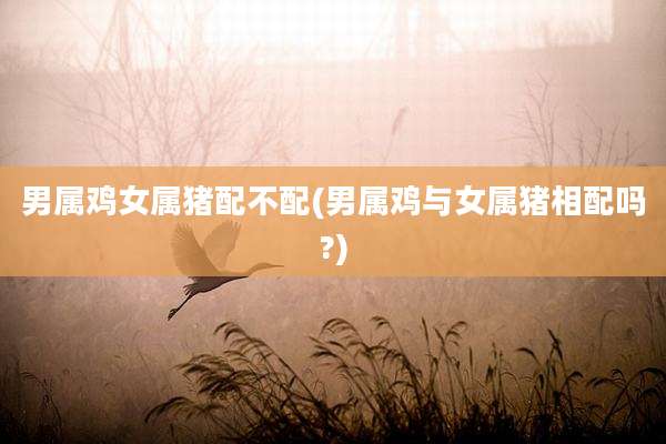 男属鸡女属猪配不配(男属鸡与女属猪相配吗?)