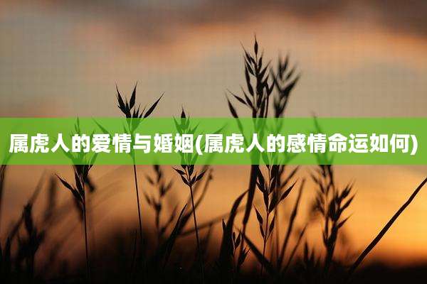 属虎人的爱情与婚姻(属虎人的感情命运如何)
