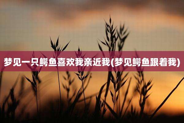 梦见一只鳄鱼喜欢我亲近我(梦见鳄鱼跟着我)