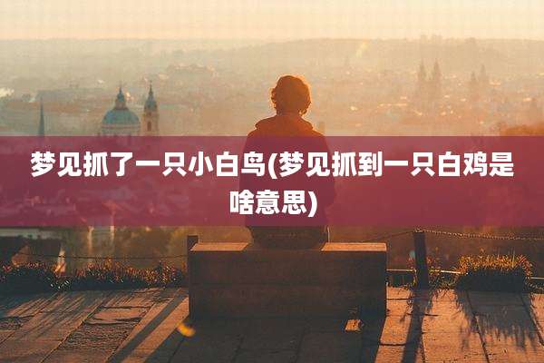 梦见抓了一只小白鸟(梦见抓到一只白鸡是啥意思)