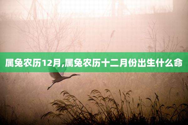属兔农历12月,属兔农历十二月份出生什么命