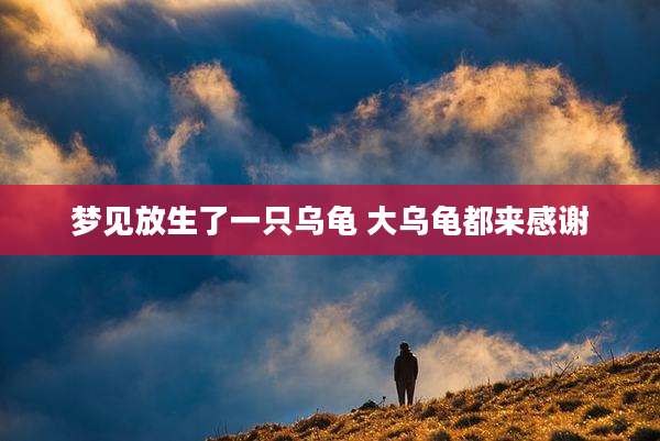 梦见放生了一只乌龟 大乌龟都来感谢