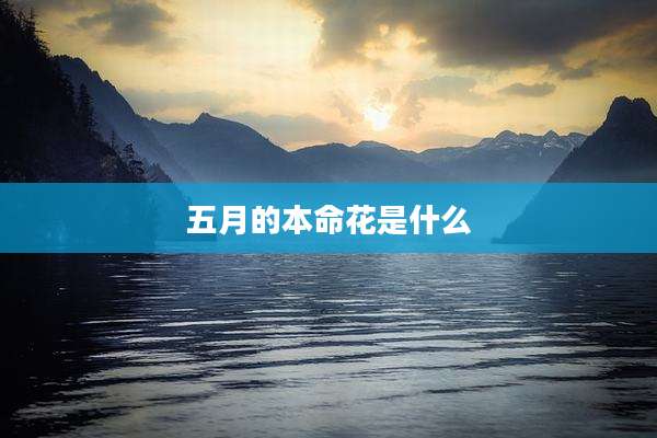 五月的本命花是什么
