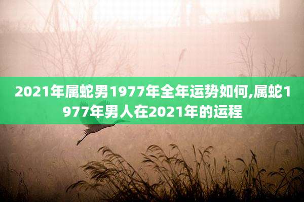 2021年属蛇男1977年全年运势如何,属蛇1977年男人在2021年的运程