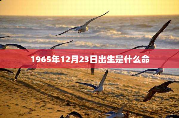 1965年12月23日出生是什么命