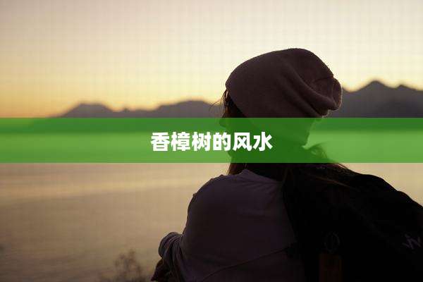 香樟树的风水