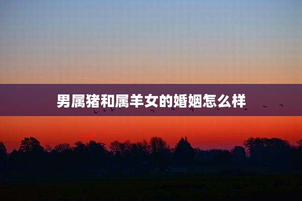 男属猪和属羊女的婚姻怎么样