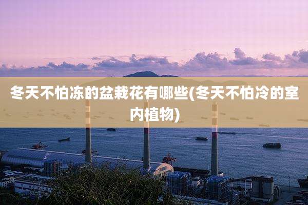 冬天不怕冻的盆栽花有哪些(冬天不怕冷的室内植物)