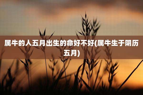 属牛的人五月出生的命好不好(属牛生于阴历五月)