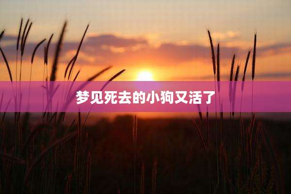 梦见死去的小狗又活了