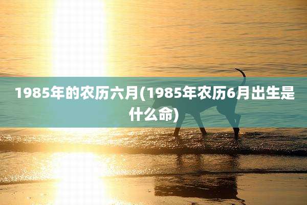 1985年的农历六月(1985年农历6月出生是什么命)
