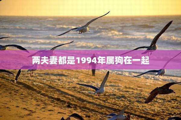 两夫妻都是1994年属狗在一起