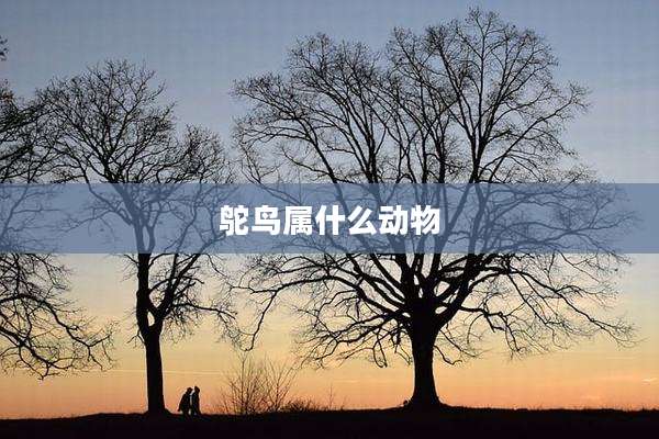 鸵鸟属什么动物