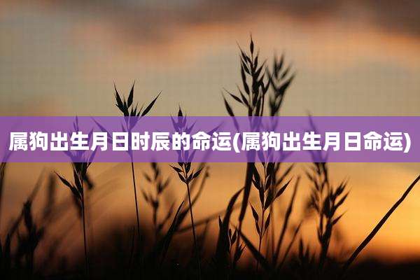 属狗出生月日时辰的命运(属狗出生月日命运)