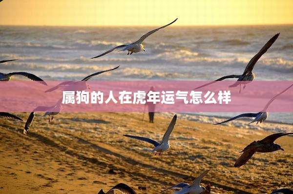 属狗的人在虎年运气怎么样