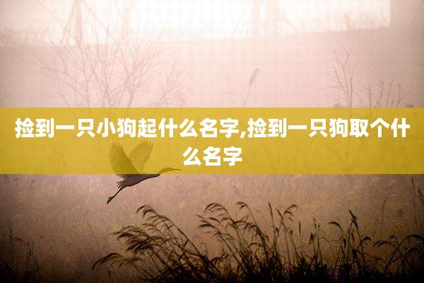 捡到一只小狗起什么名字,捡到一只狗取个什么名字