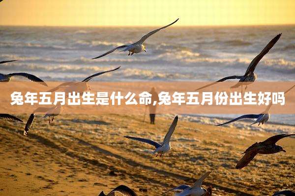 兔年五月出生是什么命,兔年五月份出生好吗
