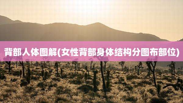背部人体图解(女性背部身体结构分图布部位)