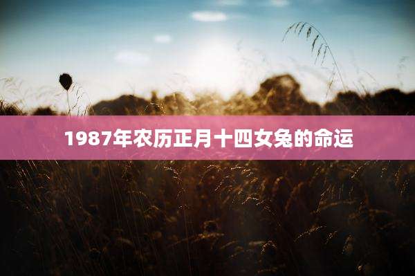 1987年农历正月十四女兔的命运