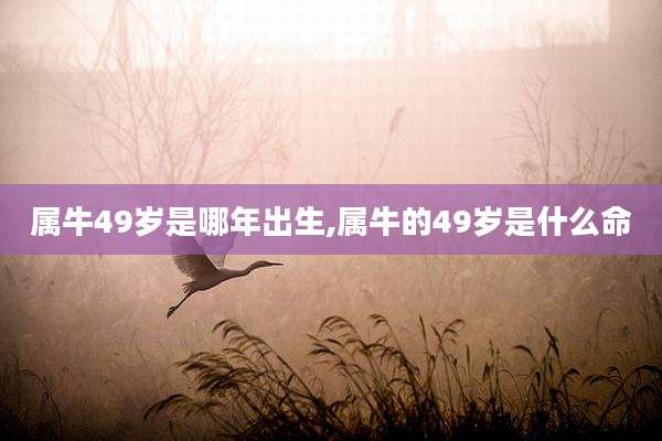 属牛49岁是哪年出生,属牛的49岁是什么命