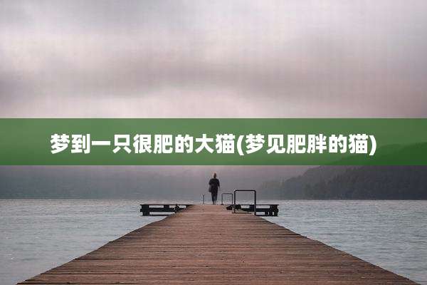 梦到一只很肥的大猫(梦见肥胖的猫)