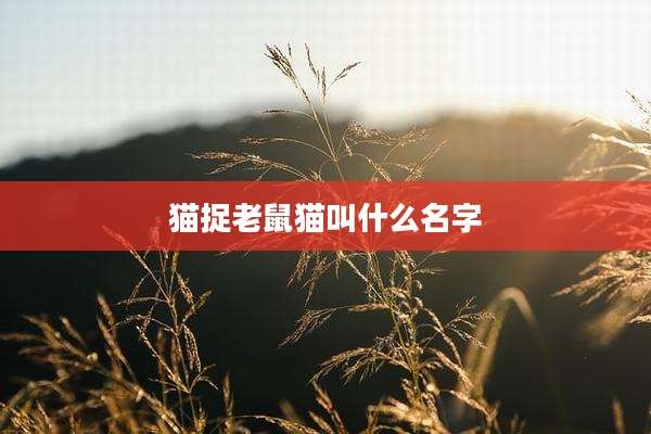 猫捉老鼠猫叫什么名字