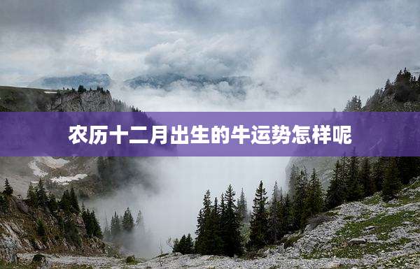 农历十二月出生的牛运势怎样呢