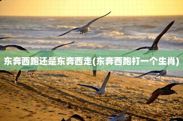 东奔西跑还是东奔西走(东奔西跑打一个生肖)