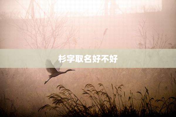 杉字取名好不好