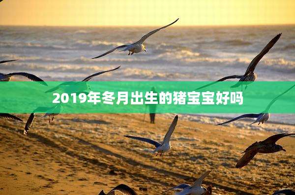 2019年冬月出生的猪宝宝好吗