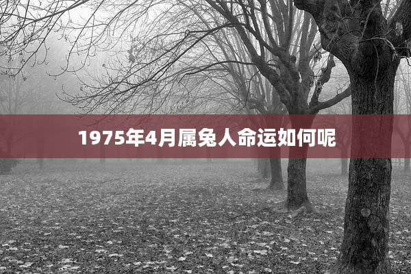 1975年4月属兔人命运如何呢
