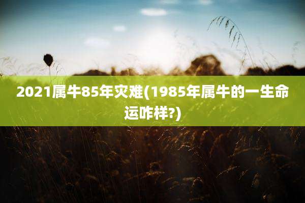 2021属牛85年灾难(1985年属牛的一生命运咋样?)